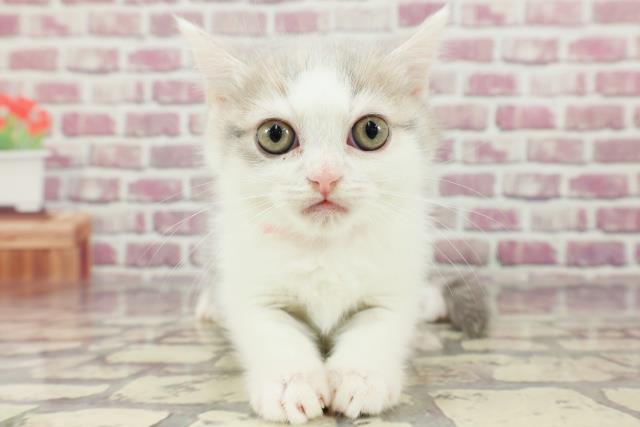 東京都のマンチカン (Coo&RIKU足立本店/2024年2月15日生まれ/女の子/ブルータビーホワイト)の子猫