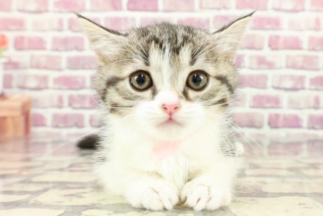 東京都のミヌエット (Coo&RIKU新小岩店/2024年2月18日生まれ/女の子/シルバータビーホワイト)の子猫