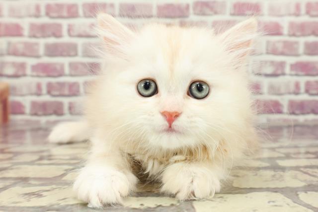 岡山県のミヌエット (Coo&RIKU岡山店/2024年2月17日生まれ/男の子/カメオタビー)の子猫