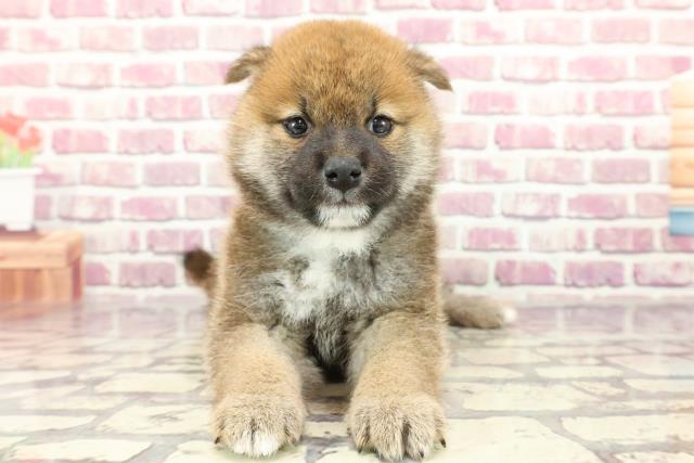 広島県の柴犬(標準サイズ) (Coo&RIKU広島北店/2024年2月18日生まれ/男の子/赤)の子犬