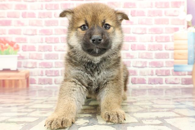 岡山県の柴犬(標準サイズ) (Coo&RIKU岡山店/2024年2月18日生まれ/男の子/赤)の子犬