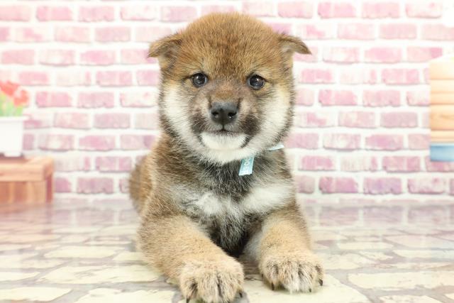 高知県の柴犬(標準サイズ) (Coo&RIKU高知御座店/2024年2月18日生まれ/男の子/赤)の子犬