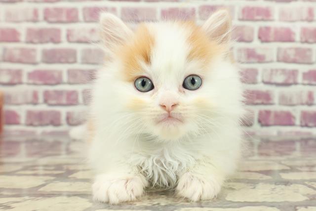 群馬県のマンチカン (Coo&RIKU伊勢崎店/2024年2月19日生まれ/男の子/レッドタビーホワイト)の子猫