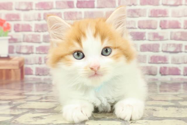 東京都のマンチカン (Coo&RIKU東久留米店/2024年2月19日生まれ/男の子/レッドタビーホワイト)の子猫