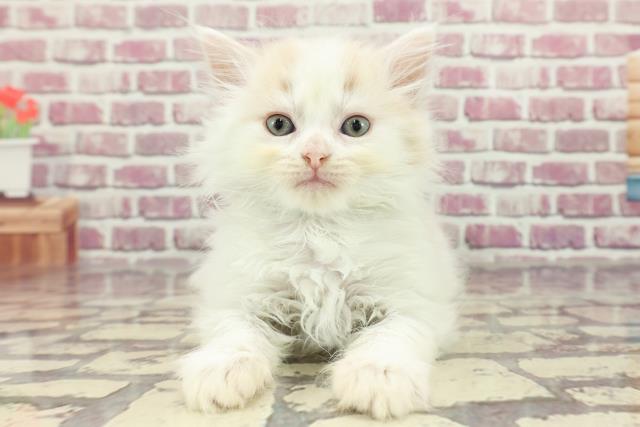 東京都のマンチカン (Coo&RIKU東久留米店/2024年2月19日生まれ/男の子/クリームタビーホワイト)の子猫