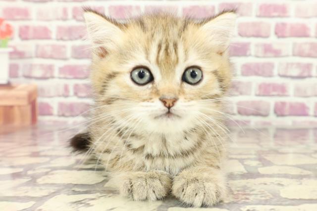 東京都のマンチカン (Coo&RIKU東久留米店/2024年2月17日生まれ/男の子/ブラウンタビー)の子猫