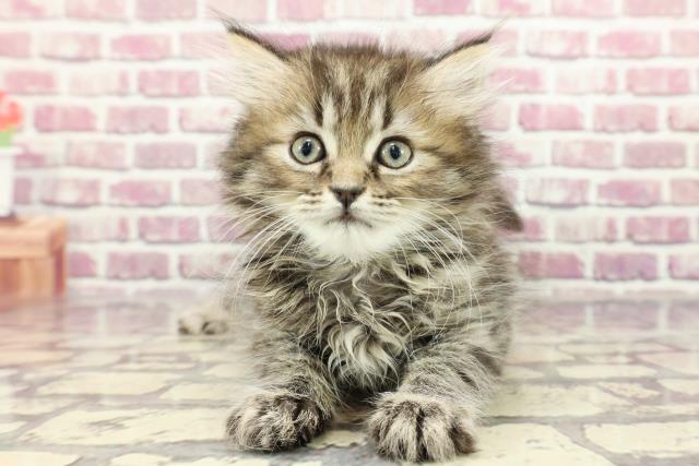 千葉県のマンチカン (Coo&RIKU市原店/2024年2月17日生まれ/男の子/ブラウンタビー)の子猫