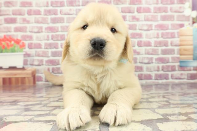 北海道のゴールデンレトリバー (Coo&RIKU岩見沢店/2024年2月20日生まれ/男の子/ゴールデン)の子犬