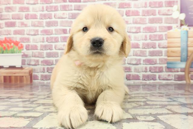 島根県のゴールデンレトリバー (Coo&RIKU出雲店/2024年2月20日生まれ/女の子/ゴールデン)の子犬