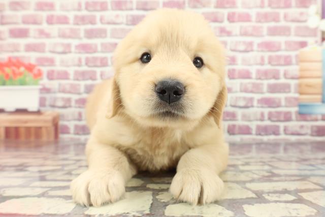 広島県のゴールデンレトリバー (Coo&RIKU東広島店/2024年2月20日生まれ/女の子/ゴールデン)の子犬