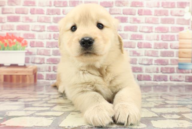 熊本県のゴールデンレトリバー (Coo&RIKUカリーノ玉名店/2024年2月18日生まれ/女の子/ゴールデン)の子犬