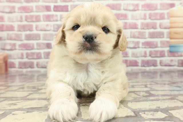 福岡県のハーフ犬 (Coo&RIKU筑後店/2024年2月19日生まれ/女の子/クリーム)の子犬