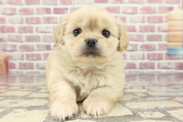 大分県のハーフ犬 (Coo&RIKU大分店/2024年2月19日生まれ/女の子/クリーム)の子犬