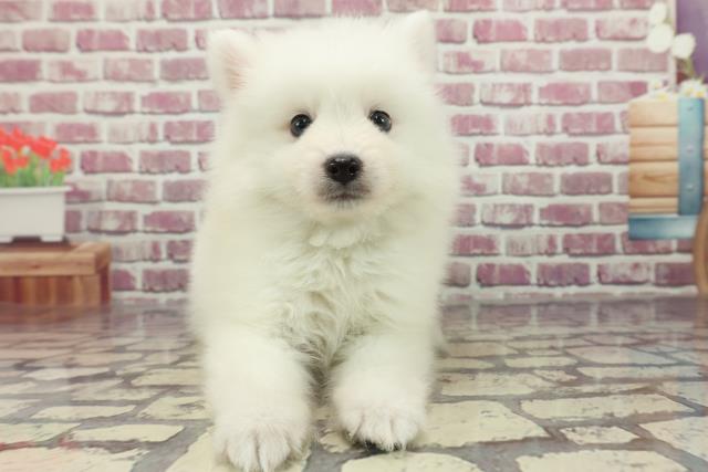 長野県の日本スピッツ (Coo&RIKU松本店/2024年2月19日生まれ/男の子/ホワイト)の子犬