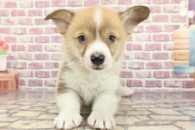 北海道のウェルシュコーギーペンブローク (Coo&RIKU札幌東店/2024年2月17日生まれ/男の子/セーブルホワイト)の子犬