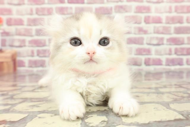 東京都のアメリカンカール (Coo&RIKU府中店/2024年2月18日生まれ/女の子/ダイリュートキャリコ)の子猫