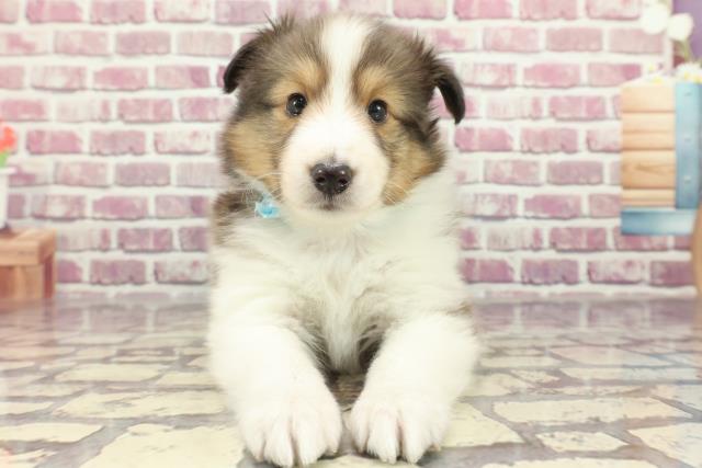 大分県のシェットランドシープドッグ (Coo&RIKU大分店/2024年2月18日生まれ/男の子/セーブルホワイト)の子犬