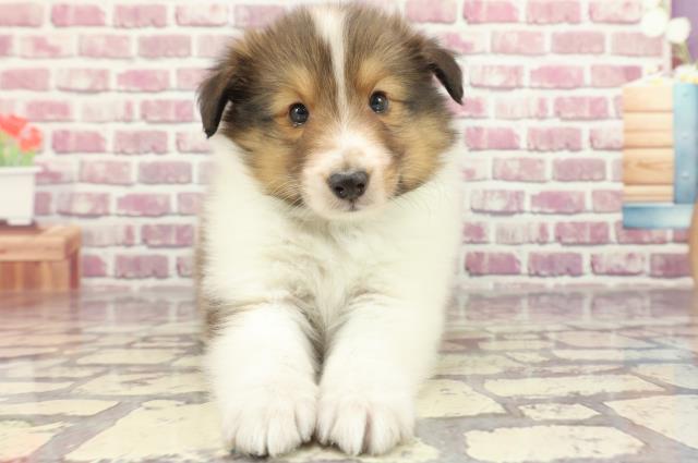 千葉県のシェットランドシープドッグ (Coo&RIKU東船橋店/2024年2月18日生まれ/男の子/セーブルホワイト)の子犬