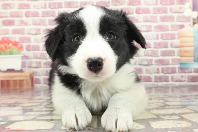 東京都のボーダーコリー (Coo&RIKU足立本店/2024年2月15日生まれ/女の子/ブラックホワイト)の子犬