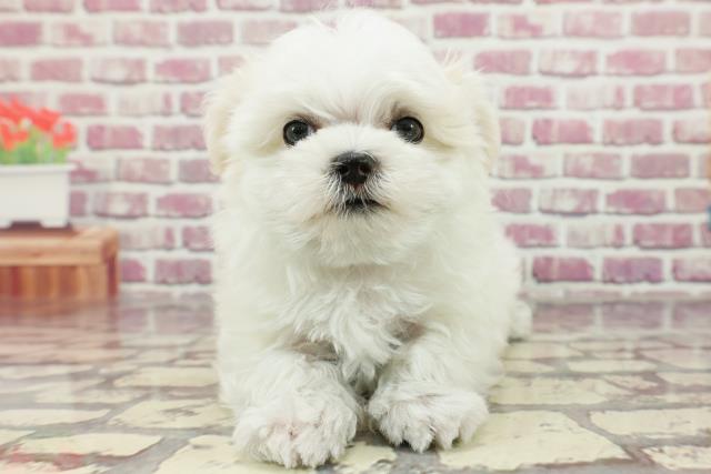 熊本県のマルチーズ (Coo&RIKU宇土シティモール店/2024年2月19日生まれ/男の子/ホワイト)の子犬