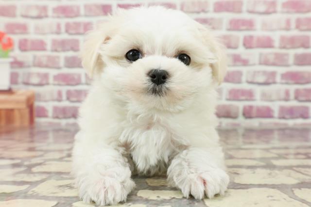 千葉県のマルチーズ (Coo&RIKU市原店/2024年2月19日生まれ/男の子/ホワイト)の子犬