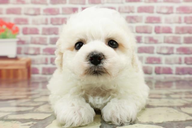 神奈川県のビションフリーゼ (Coo&RIKU相模原店/2024年2月18日生まれ/女の子/ホワイト)の子犬