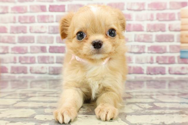 千葉県のチワワ(ロング) (Coo&RIKU市原店/2024年2月19日生まれ/女の子/レッドホワイト)の子犬