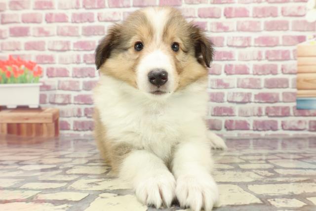 山梨県のシェットランドシープドッグ (Coo&RIKU甲府昭和通り店/2024年2月20日生まれ/男の子/セーブルホワイト)の子犬
