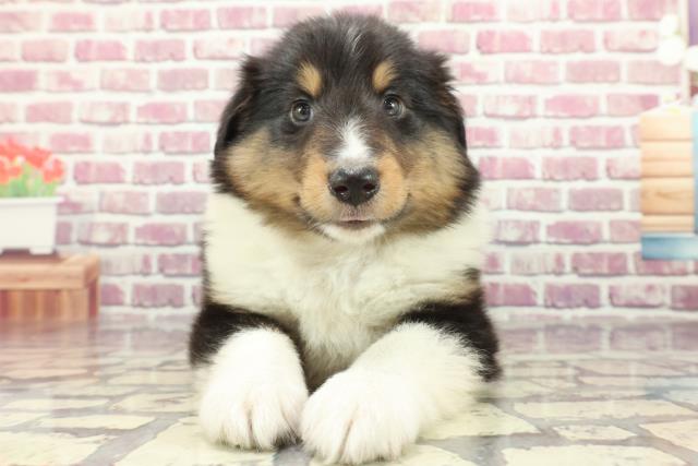 東京都のシェットランドシープドッグ (Coo&RIKU福生店/2024年2月20日生まれ/男の子/ブラックホワイトタン)の子犬