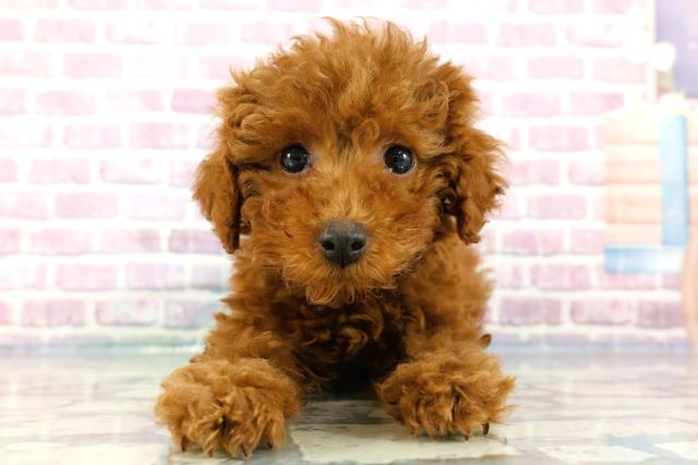 茨城県のトイプードル(トイ) (Coo&RIKU筑西店/2024年2月14日生まれ/男の子/レッド)の子犬