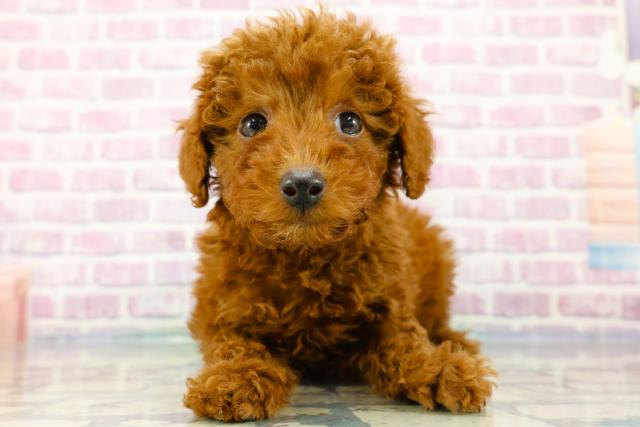 福島県のトイプードル(トイ) (Coo&RIKU福島店/2024年2月14日生まれ/女の子/レッド)の子犬