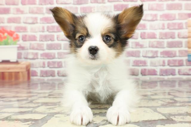 広島県のパピヨン (Coo&RIKU広島北店/2024年2月20日生まれ/男の子/ホワイトブラウン)の子犬