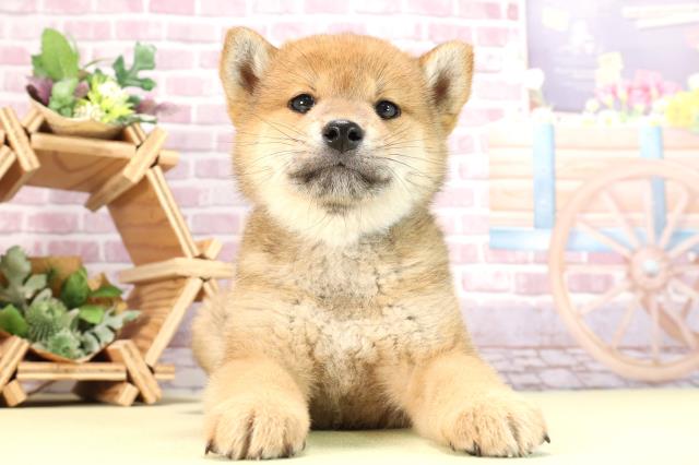 愛知県の柴犬(標準サイズ) (Coo&RIKU名古屋みなと店/2024年2月18日生まれ/男の子/赤)の子犬