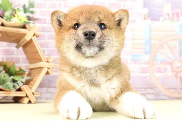 愛知県の柴犬(標準サイズ) (Coo&RIKU名古屋中川店/2024年2月18日生まれ/女の子/赤)の子犬