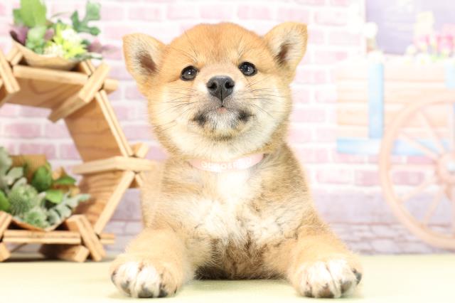 愛知県の柴犬(標準サイズ) (Coo&RIKU半田店/2024年2月18日生まれ/女の子/赤)の子犬