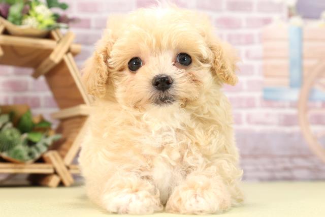 静岡県のマルプー(マルチーズ×プードル) (Coo&RIKU浜松店/2024年2月19日生まれ/男の子/クリームホワイト)の子犬