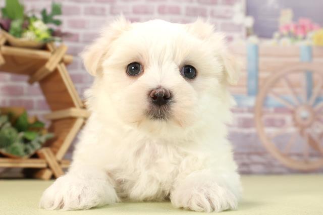 愛知県のマルチーズ (Coo&RIKU豊橋店/2024年2月20日生まれ/男の子/ホワイト)の子犬