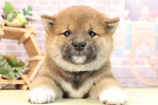 愛知県の柴犬(標準サイズ) (Coo&RIKU瀬港線守山店/2024年2月20日生まれ/男の子/赤)の子犬