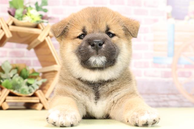 静岡県の柴犬(標準サイズ) (Coo&RIKU静岡SBS通り店/2024年2月20日生まれ/女の子/赤)の子犬