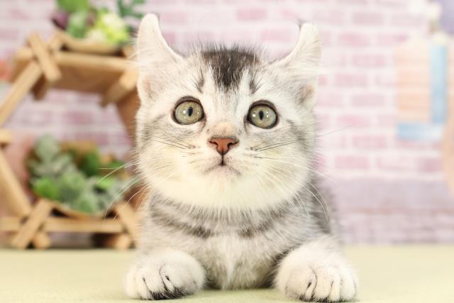愛知県のアメリカンカール (Coo&RIKU豊橋店/2024年2月11日生まれ/男の子/シルバーマッカレルタビー)の子猫