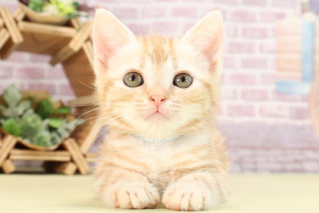 愛知県のアメリカンショートヘアー (Coo&RIKU豊橋店/2024年2月15日生まれ/男の子/レッドタビー)の子猫