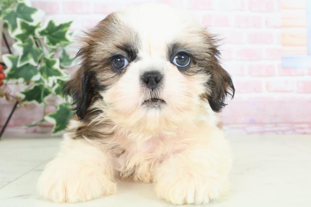 熊本県のシーズー (Coo&RIKU宇土シティモール店/2024年2月21日生まれ/男の子/ゴールドホワイト)の子犬