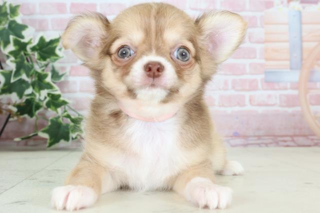 大分県のチワワ(ロング) (Coo&RIKU大分店/2024年2月20日生まれ/女の子/チョコレートフォーン)の子犬