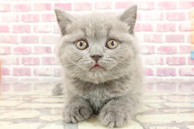 東京都のブリティッシュショートヘアー (Coo&RIKU新宿三丁目店/2024年2月20日生まれ/男の子/ブルー)の子猫
