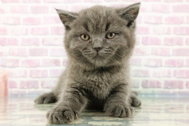 千葉県のブリティッシュショートヘアー (Coo&RIKUフレスポ稲毛店/2024年2月20日生まれ/男の子/ブルー)の子猫