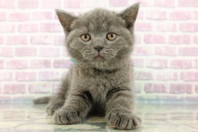 東京都のブリティッシュショートヘアー (Coo&RIKU練馬店/2024年2月20日生まれ/男の子/ブルー)の子猫