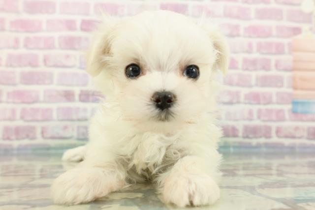 群馬県のマルチーズ (Coo&RIKU前橋店/2024年2月21日生まれ/女の子/ホワイト)の子犬