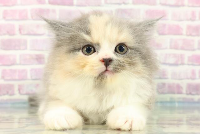 千葉県のスコティッシュフォールド (Coo&RIKU東船橋店/2024年2月21日生まれ/女の子/ダイリュートキャリコ)の子猫
