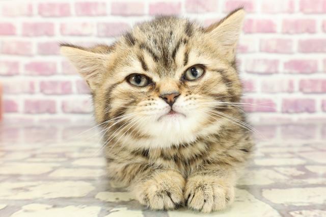 広島県のミヌエット (Coo&RIKU東広島店/2024年2月21日生まれ/男の子/ブラウンマッカレルタビー)の子猫