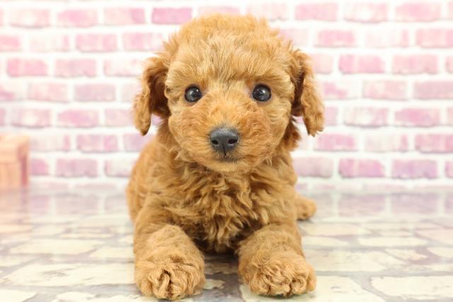 熊本県のトイプードル(トイ) (Coo&RIKUカリーノ玉名店/2024年2月20日生まれ/女の子/レッド)の子犬